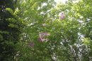 Lilas